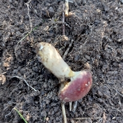 Unverified Cap on a stem; gills below cap [mushrooms or mushroom-like] at Walla Walla, NSW - Yesterday by RobCook