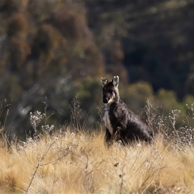 Osphranter robustus robustus at Canyonleigh, NSW - 17 Jul 2025 by NigeHartley