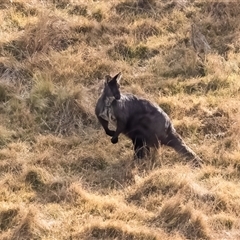 Osphranter robustus robustus at Canyonleigh, NSW - 17 Jul 2025 10:59 AM