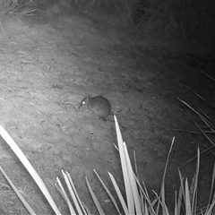 Perameles nasuta at Penrose, NSW - 22 Jun 2025 by NigeHartley