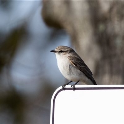 Microeca fascinans at Canyonleigh, NSW - 17 Jul 2025 by NigeHartley