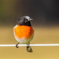 Petroica boodang (Scarlet Robin) at Penrose, NSW - 8 Jun 2025 by NigeHartley