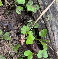 Hydrocotyle sibthorpioides by JenniferS