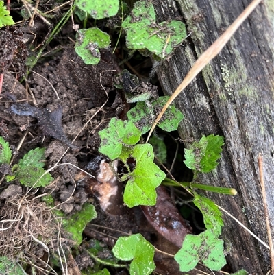 Hydrocotyle sibthorpioides by JenniferS