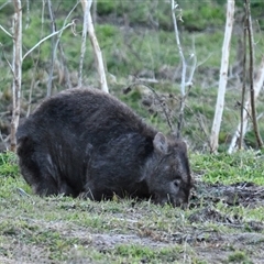 Vombatus ursinus at Tharwa, ACT - 16 Jul 2025 by davidcunninghamwildlife