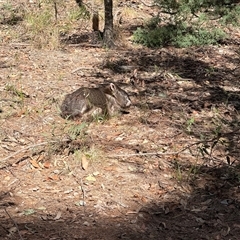 Vombatus ursinus (Bare-nosed Wombat, Common wombat) at Bucketty, NSW - Today by MartinPredavec