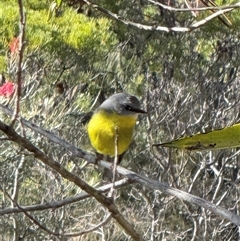 Eopsaltria australis (Eastern Yellow Robin) at Bucketty, NSW - Today by MartinPredavec