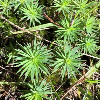 Dawsonia longiseta at Bucketty, NSW - Today by MartinPredavec