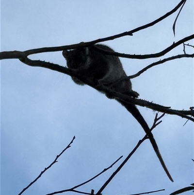 Pseudocheirus peregrinus (Common Ringtail Possum) at Mogo Creek, NSW - 17 Jul 2025 by MartinPredavec
