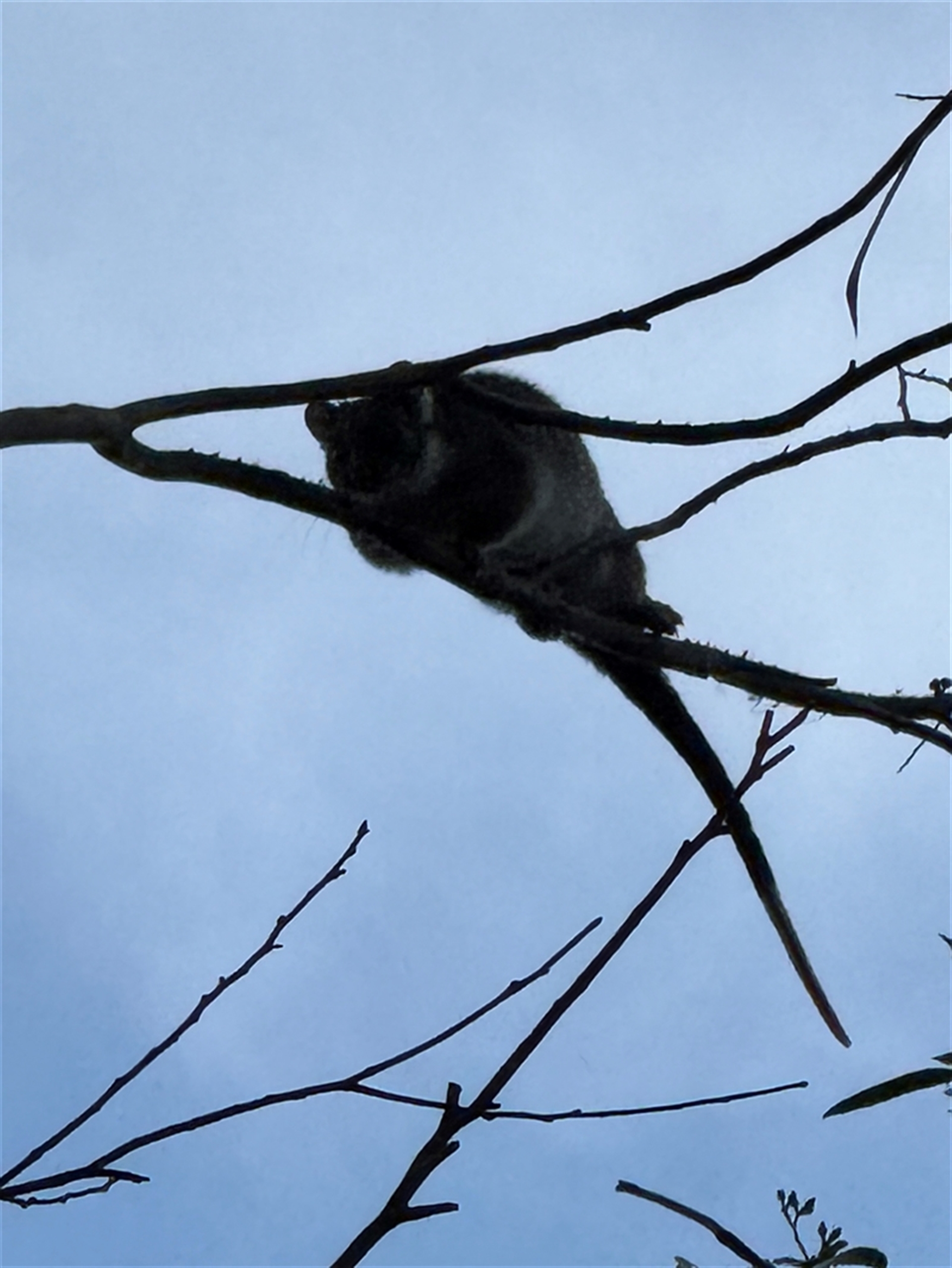 Pseudocheirus peregrinus at Mogo Creek, NSW - 17 Jul 2025 07:49 AM