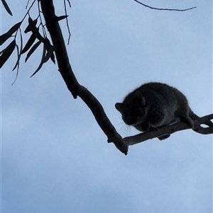 Pseudocheirus peregrinus at Mogo Creek, NSW - 17 Jul 2025 07:49 AM