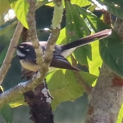 Rhipidura albiscapa (Grey Fantail) at Kangaroo Valley, NSW - Today by lbradley