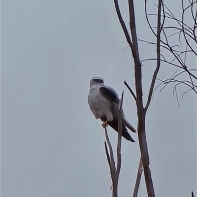 Elanus axillaris at Coombs, ACT - Today by TG