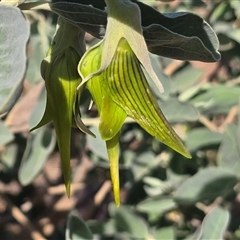 Unverified Other Shrub at Broome, WA - Today by Mike