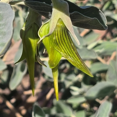Unverified Other Shrub at Broome, WA - Today by Mike