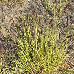 Unverified Grass at Broome, WA - Today by Mike