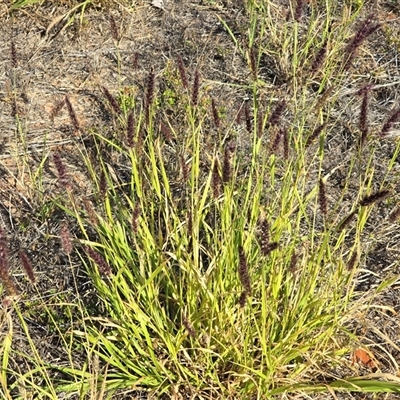 Unverified Grass at Broome, WA - Today by Mike