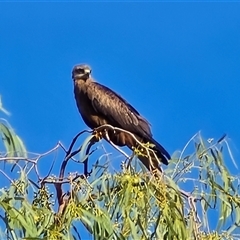 Unverified Bird of prey at Broome, WA - Today by Mike