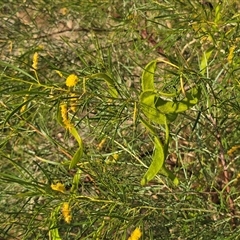 Unverified Wattle at Broome, WA - Today by Mike