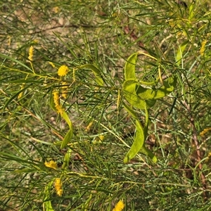 Unverified Wattle at Broome, WA - Today by Mike