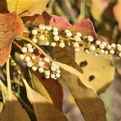 Terminalia (genus) at Broome, WA - Today by Mike