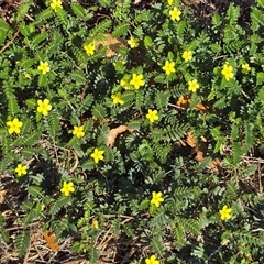 Unverified Other Wildflower or Herb at Broome, WA - Today by Mike