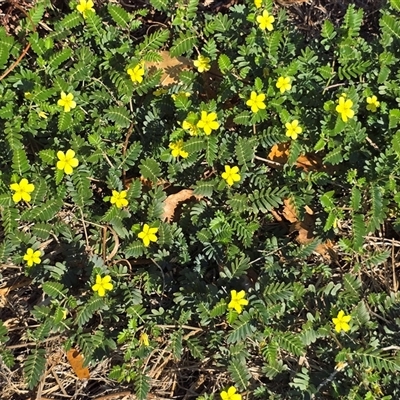 Unverified Other Wildflower or Herb at Broome, WA - Today by Mike