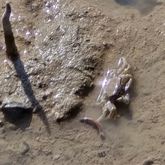 Unverified Crab at Broome, WA - Today by Mike
