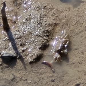 Unverified Crab at Broome, WA - Today by Mike