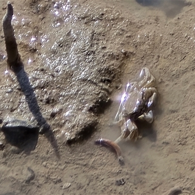 Unverified Crab at Broome, WA - Today by Mike