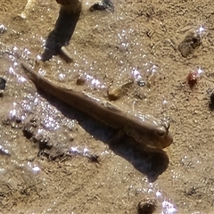 Oxudercinae (subfamily) at Broome, WA - Yesterday by Mike