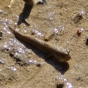 Oxudercinae (subfamily) at Broome, WA - Today by Mike