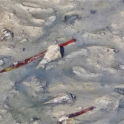 Unverified Mollusc (Mollusca) at Broome, WA - Today by Mike