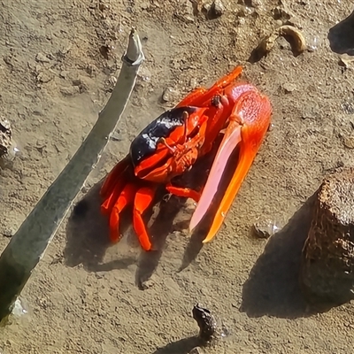 Unverified Crab at Broome, WA - Today by Mike