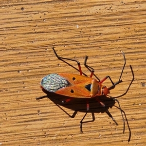 Unverified Insect at Undefined - Yesterday by Mike
