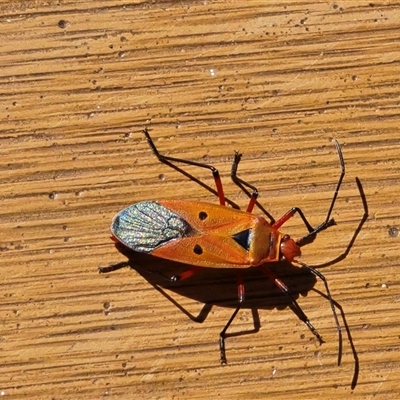 Unverified Insect at Undefined - Yesterday by Mike