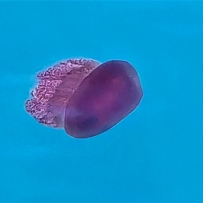 Unverified Jellyfish or Hydroid  at Undefined - Yesterday by Mike