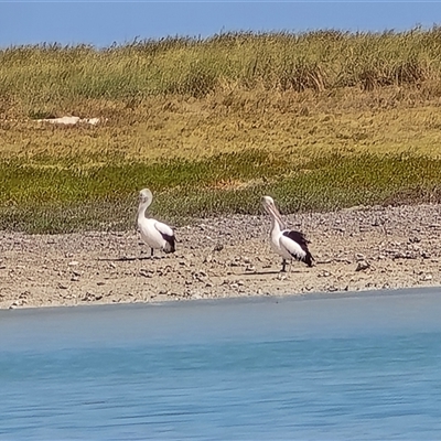 Pelecanus conspicillatus at Undefined - Yesterday by Mike