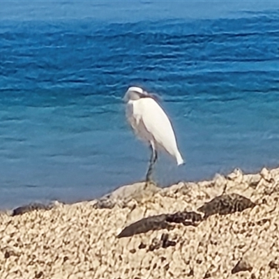Unverified Colonial nesters (Herons, Cormorants, etc) at Undefined - Yesterday by Mike
