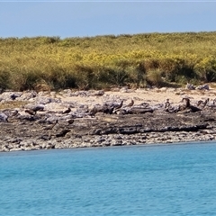 Sula leucogaster at Undefined - 18 Jul 2025 04:47 PM