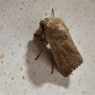 Unverified Moth (Lepidoptera) at Undefined - 17 Jul 2025 by Mike