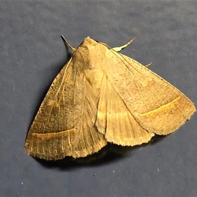 Unverified Moth (Lepidoptera) at Undefined - 17 Jul 2025 by Mike