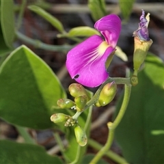 Unverified Pea at Meda, WA - 17 Jul 2025 by Mike
