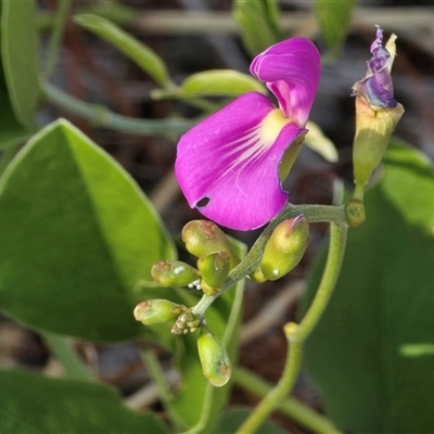 Unverified Pea at Meda, WA - 17 Jul 2025 by Mike
