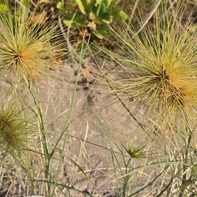 Unverified Grass at Meda, WA - 17 Jul 2025 by Mike