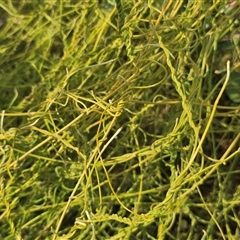 Cassytha (genus) (Dodder) at Meda, WA - 17 Jul 2025 by Mike