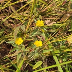 Unverified Other Wildflower or Herb at Meda, WA - 17 Jul 2025 by Mike