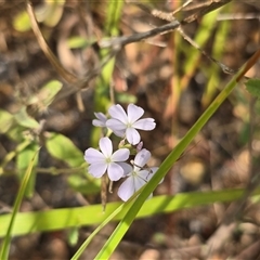 Unverified Other Wildflower or Herb at Meda, WA - 17 Jul 2025 by Mike