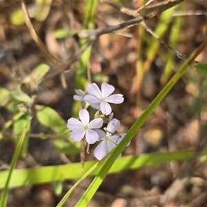 Unverified Other Wildflower or Herb at Meda, WA - 17 Jul 2025 by Mike