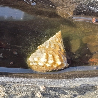 Unverified Mollusc (Mollusca) at Undefined - 17 Jul 2025 by Mike